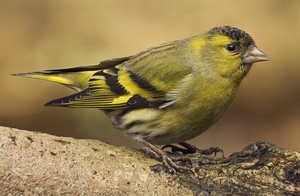 Эгэл ногоолзой